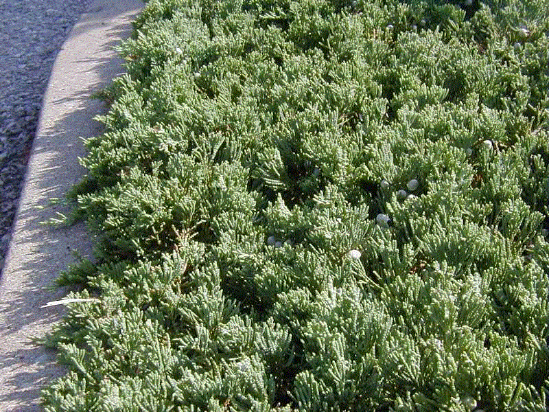 juniperus horizontalis wiltonii.gif